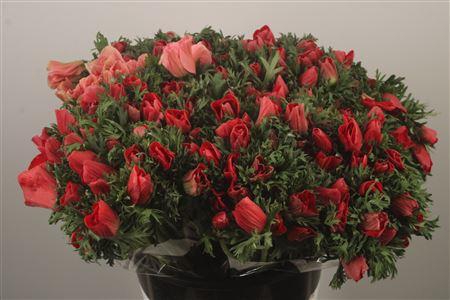 <h4>Anemone Fr. Red</h4>
