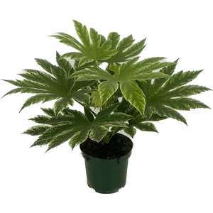 Fatsia japonica 'Spiders Web'p19