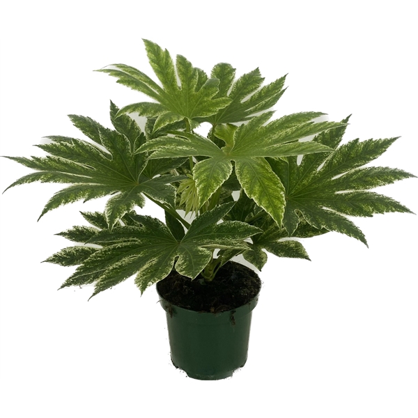 <h4>Fatsia japonica 'Spiders Web'p19</h4>