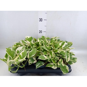 Epipremnum pinn. 'NJoy'