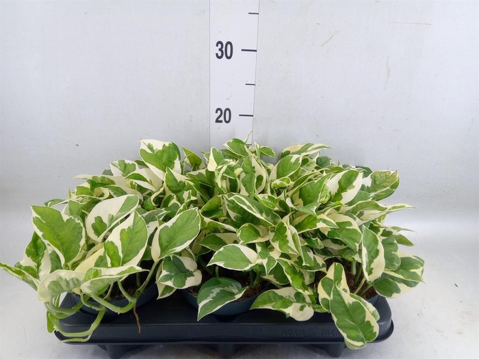 <h4>Epipremnum pinn. 'NJoy'</h4>