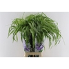 Panicum Fountain