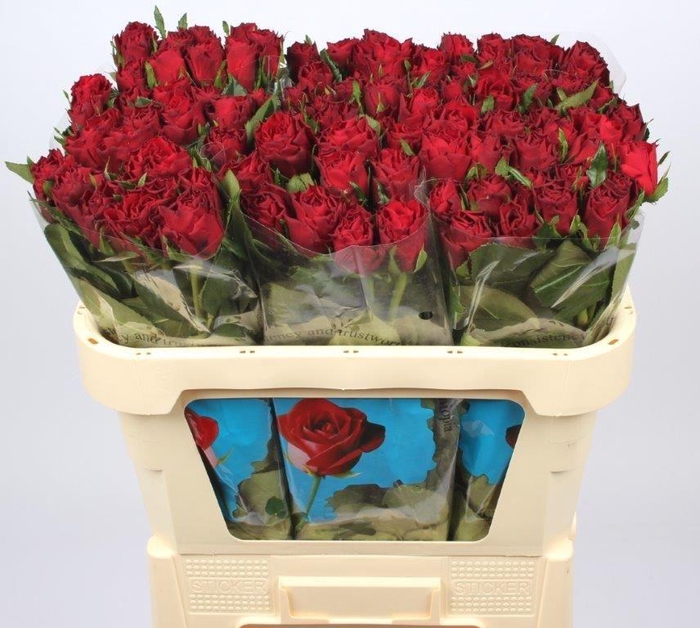 <h4>R GR UPPER CLASS</h4>