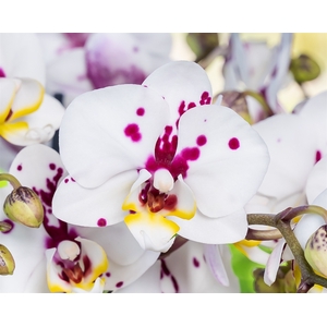 Phalaenopsis   ...