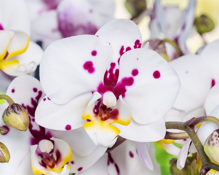 <h4>Phalaenopsis   ...</h4>