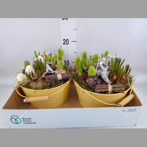 Arr.   Bol/Knolgewas L%