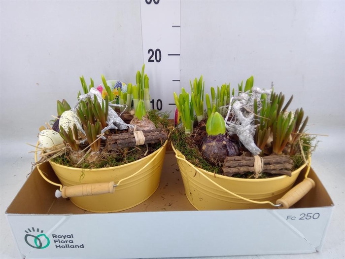 <h4>Arr.   Bol/Knolgewas L%</h4>