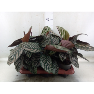 Calathea sanderiana