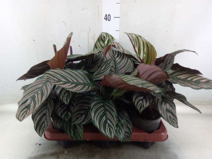 <h4>Calathea sanderiana</h4>