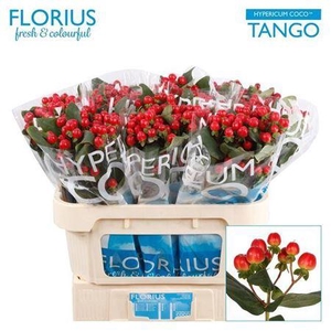Hyp Coco Tango 70cm