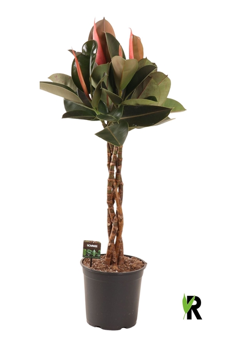<h4>Ficus elastica 'Burgundy'</h4>