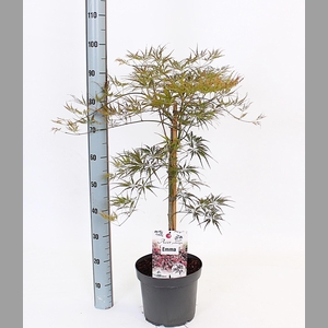 ACER OV