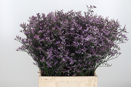 <h4>Limon Safora Lilac</h4>