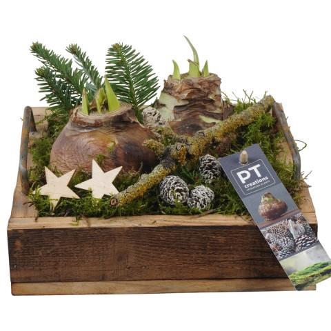 <h4>PTACH5880 Arrangement Amaryllis Christmas in houten bak</h4>