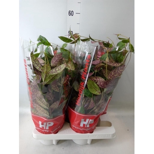 Aeschynanthus marmoratus