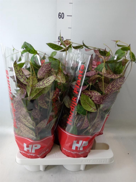 <h4>Aeschynanthus marmoratus</h4>