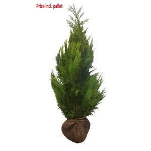 Chamaecyparis law. Ivonne, plantmaat 120-140 cm - Rondgestoken - KLUIT