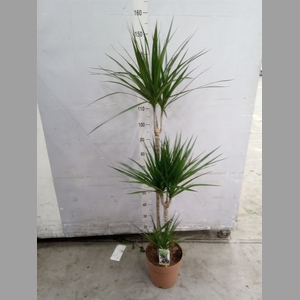 Dracaena marg.