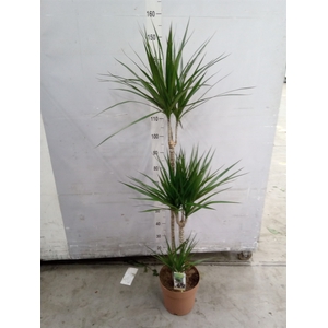 Dracaena marg.