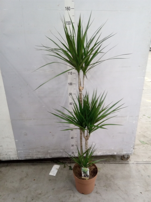 <h4>Dracaena marg.</h4>