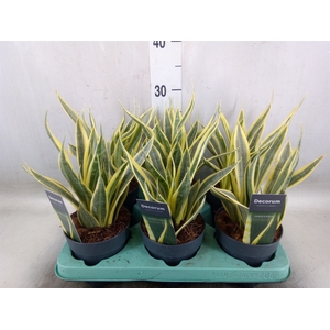Sansevieria trifa.   ...