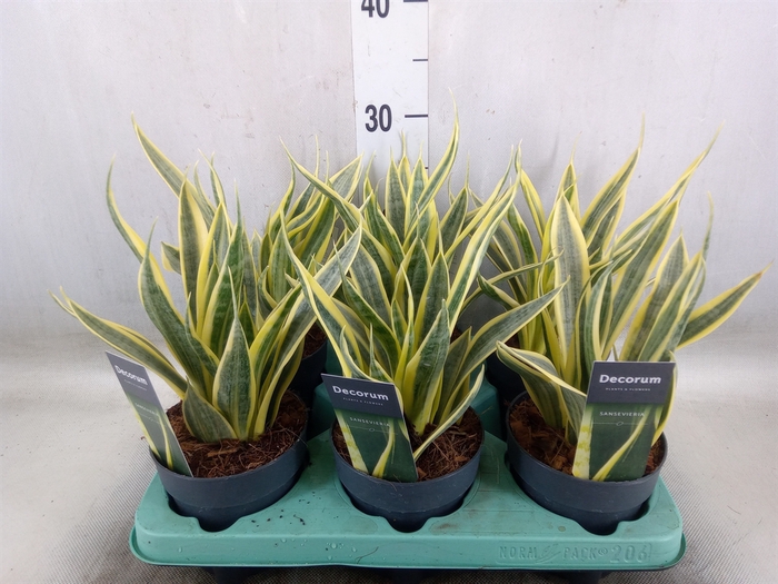 <h4>Sansevieria trifa.   ...</h4>
