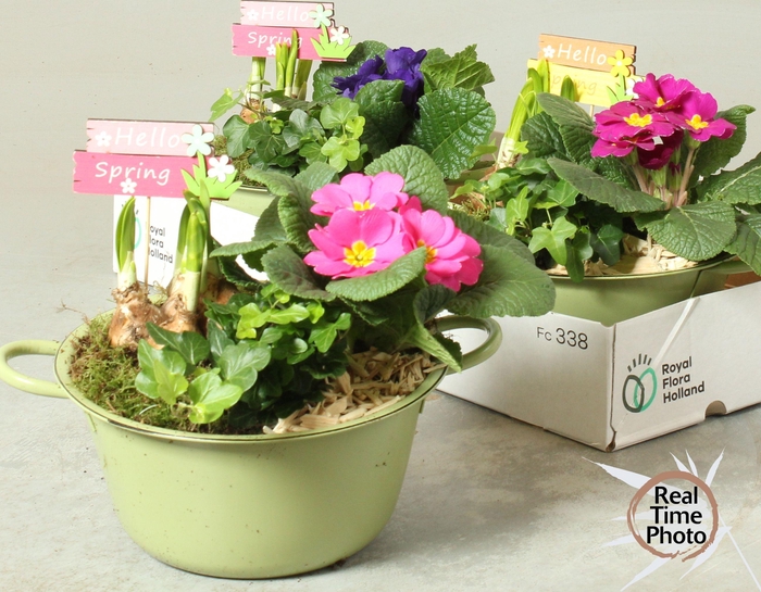 <h4>ARR TUINPLANTEN</h4>