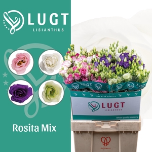 Lisianthus mix