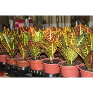 CROTON HIBRIDO PETRA P15