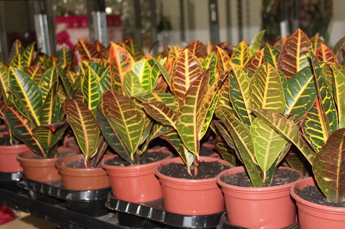 <h4>CROTON HIBRIDO PETRA P15</h4>