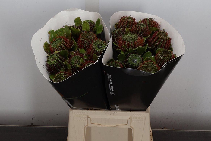 <h4>Banksia Speciosa</h4>