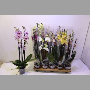 Phal Gem 7 Kl