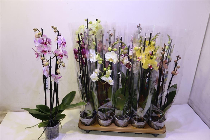 <h4>Phal Gem 7 Kl</h4>