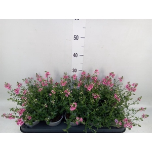 Diascia  'My Darling Berry'