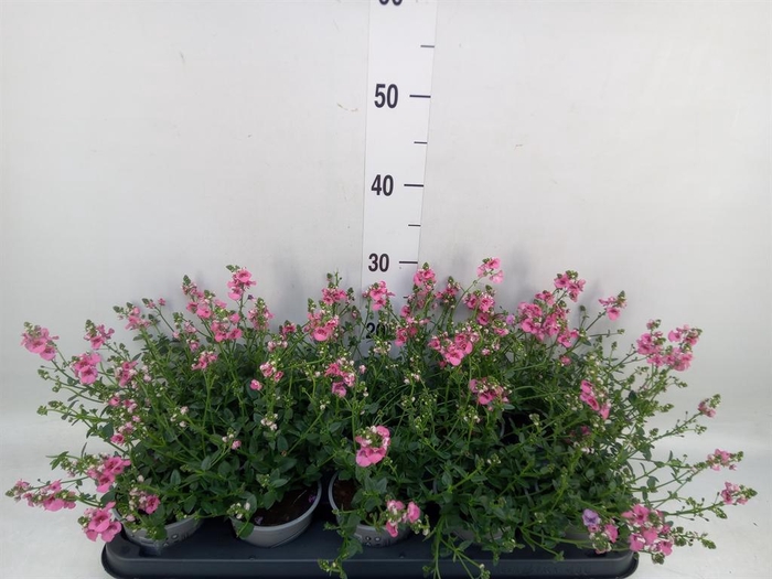 <h4>Diascia  'My Darling Berry'</h4>