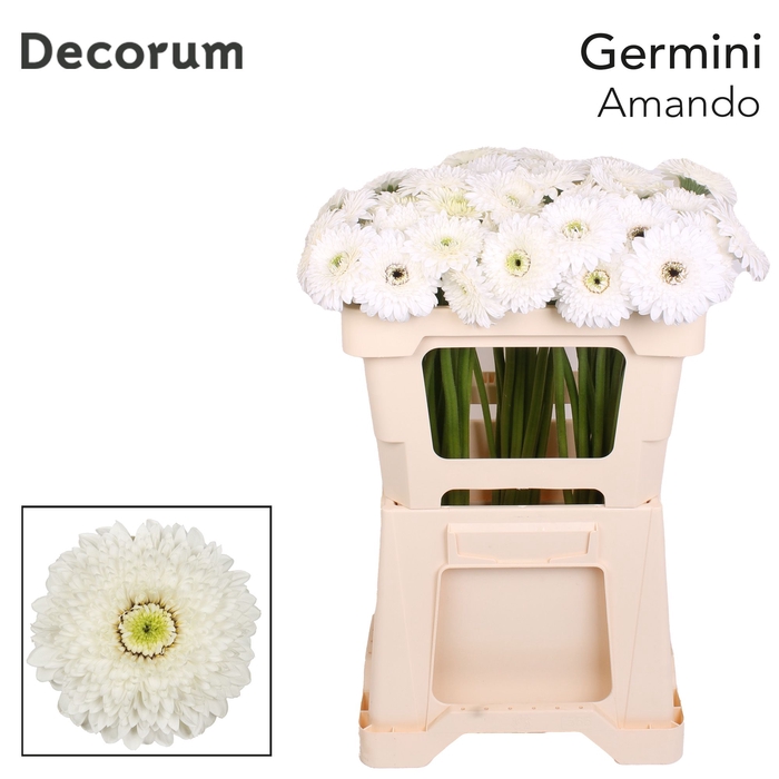 <h4>Germini Pomponi Amando Water x60</h4>