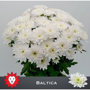 CHR T BALTICA