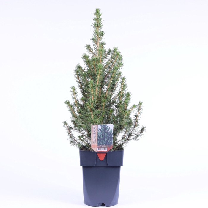 <h4>Picea glauca Conica</h4>