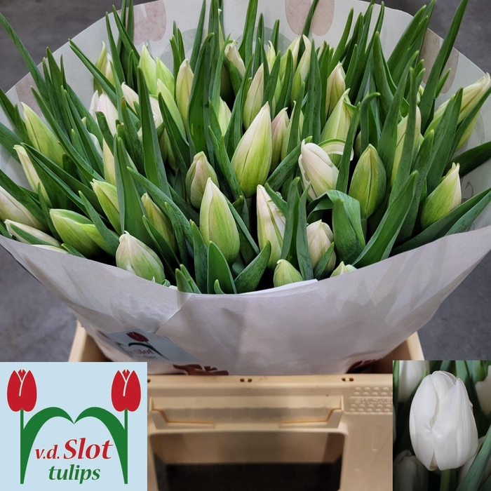 <h4>TU EN SNOWHILL</h4>