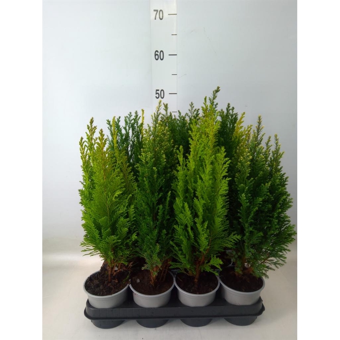 <h4>Conifers   ...mix</h4>