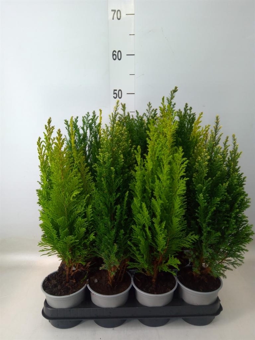 Conifers   ...mix