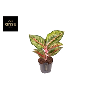 Aglaonema Paradise Red