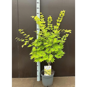 ACER SH JORDAN