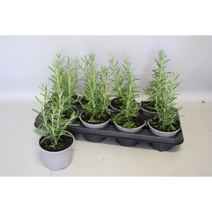 Kruiden I Rosmarinus officinalis (Rozemarijn)