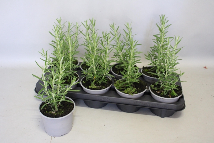 <h4>Kruiden I Rosmarinus officinalis (Rozemarijn)</h4>