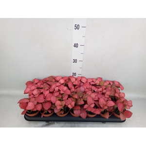 Fittonia  'Mosaic Pink Diamond'