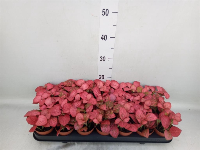 <h4>Fittonia  'Mosaic Pink Diamond'</h4>
