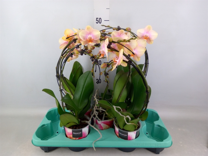 <h4>Phalaenopsis   ...</h4>