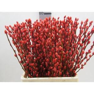 Salix Katje Rood L70