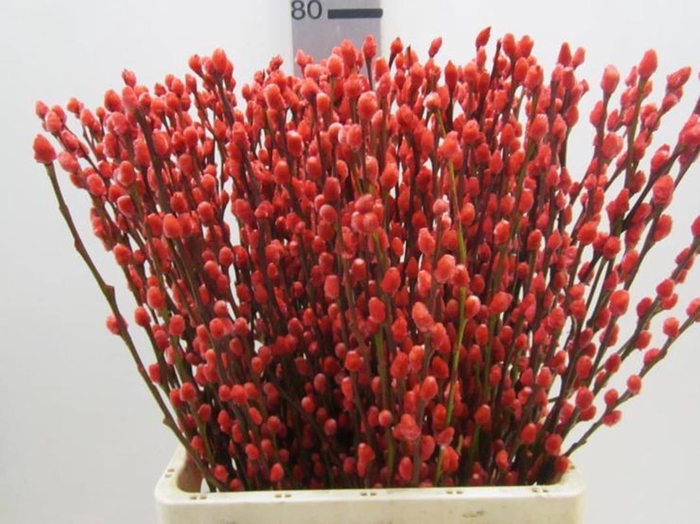 <h4>Salix Katje Rood L70</h4>